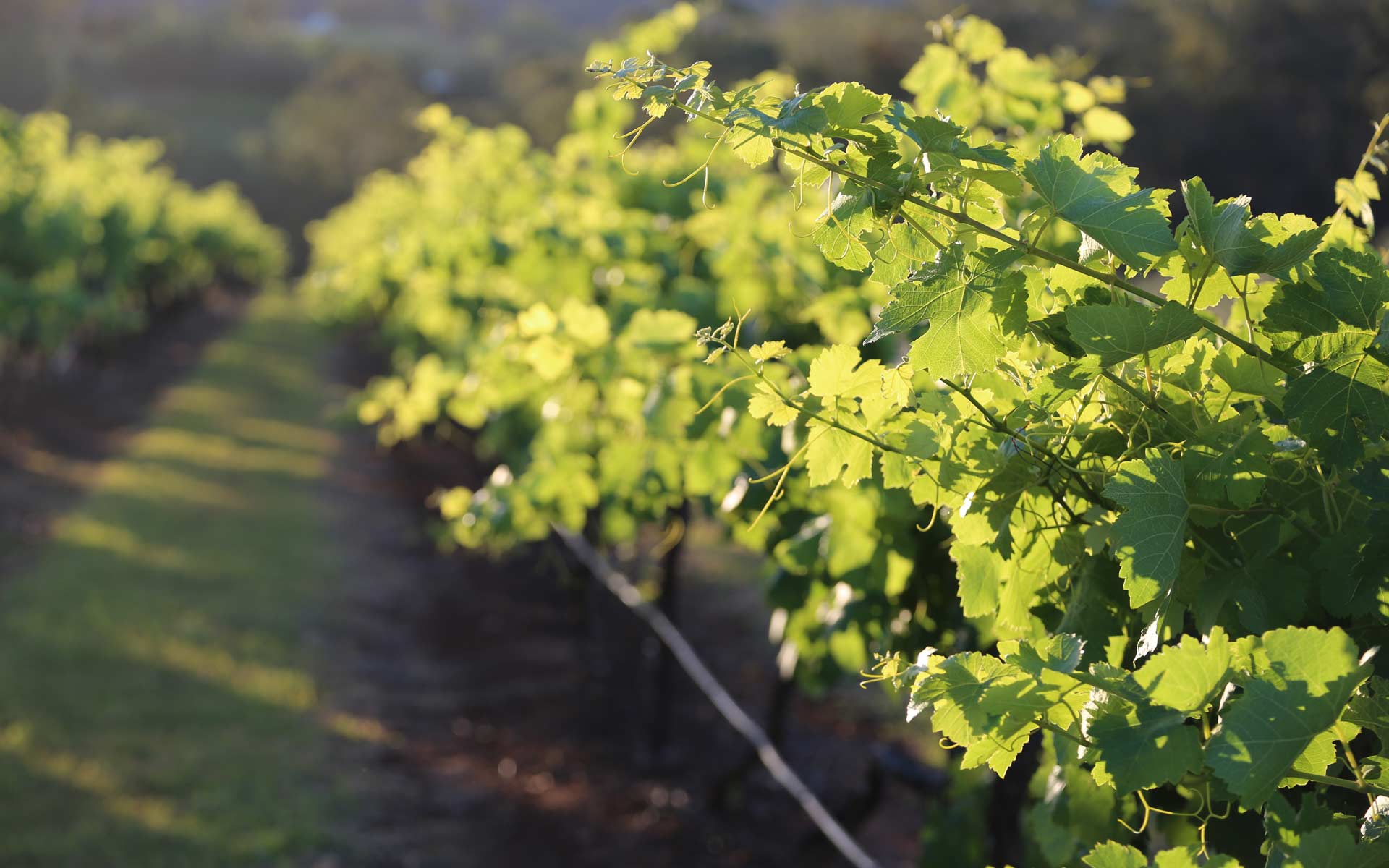 Hunter Valley Vineyards